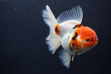 Thai Oranda  Calico 4.5 Inch (ID#927To6b-108)