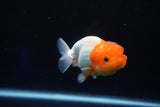 Juvenile Lionchu  Red White 3.5 Inch (ID#1025R11a-20) Free2Day SHIPPING