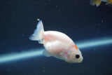 2Pack Thai Ranchu  Tricolor 2 Inch (ID#910ToPtD-41) Free2Day SHIPPING