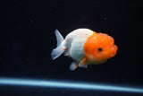 Juvenile Lionchu  Red White 3.5 Inch (ID#1025R11a-20) Free2Day SHIPPING