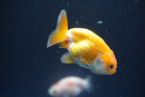 2Pack Thai Ranchu  Tricolor 2 Inch (ID#910ToPtD-41) Free2Day SHIPPING