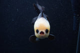 Short Body Thai Oranda  Panda 4.5 Inch (ID#0103T14b-105) Free2Day SHIPPING