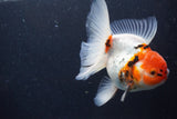 Thai Oranda  Calico 4.5 Inch (ID#927To6b-108)