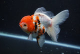 Thai Oranda  Calico 4.5 Inch (ID#927To6b-108)