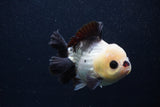 Short Body Thai Oranda  Panda 4.5 Inch (ID#0103T14b-105) Free2Day SHIPPING