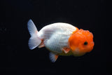 Juvenile Lionchu  Red White 3.5 Inch (ID#1025R11a-20) Free2Day SHIPPING