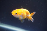 2Pack Thai Ranchu  Tricolor 2 Inch (ID#910ToPtD-41) Free2Day SHIPPING