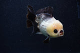 Short Body Thai Oranda  Panda 4.5 Inch (ID#0103T14b-105) Free2Day SHIPPING