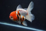 Thai Oranda  Calico 4.5 Inch (ID#927To6b-108)