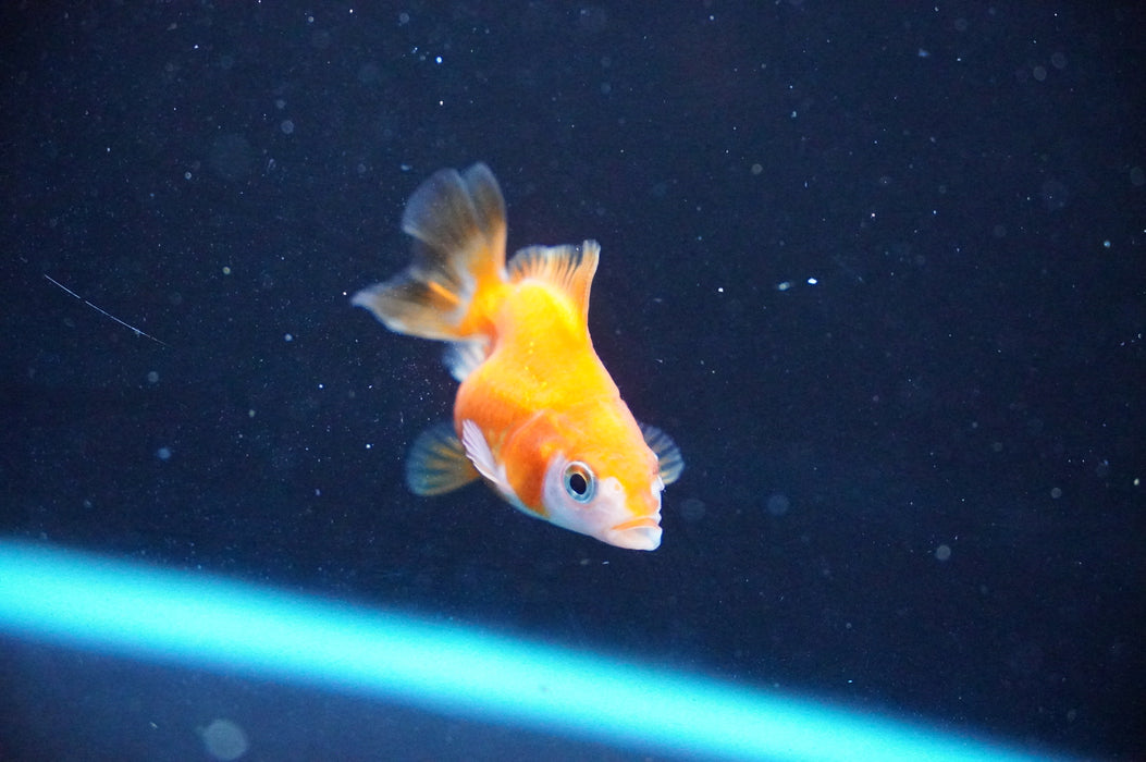 Baby Thai Oranda  Red White 2 Inch (ID#1104TPTA-38) Free2Day SHIPPING