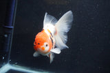 Thai Oranda  Calico 4.5 Inch (ID#927To6b-108)