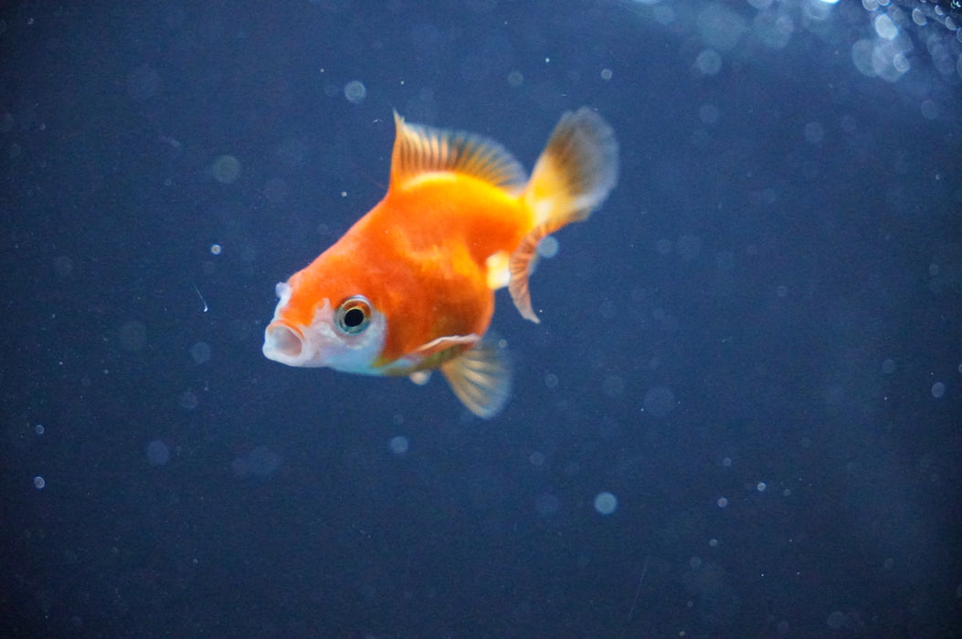 Baby Thai Oranda  Red White 2 Inch (ID#1104TPTA-38) Free2Day SHIPPING