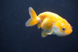 2Pack Thai Ranchu  Tricolor 2 Inch (ID#910ToPtD-41) Free2Day SHIPPING