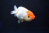 Juvenile Lionchu  Red White 3.5 Inch (ID#1025R11a-21) Free2Day SHIPPING