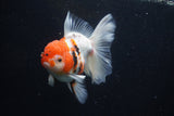 Thai Oranda  Calico 4.5 Inch (ID#927To6b-108)