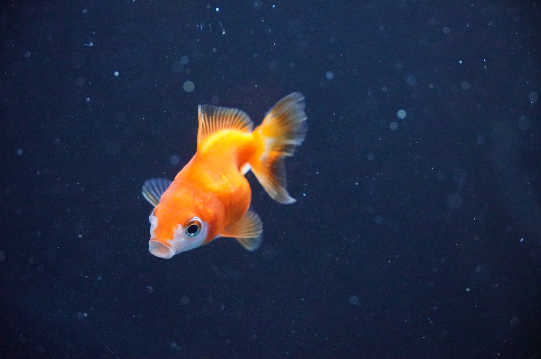 Baby Thai Oranda  Red White 2 Inch (ID#1104TPTA-38) Free2Day SHIPPING