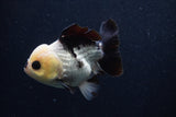 Short Body Thai Oranda  Panda 4.5 Inch (ID#0103T14b-105) Free2Day SHIPPING