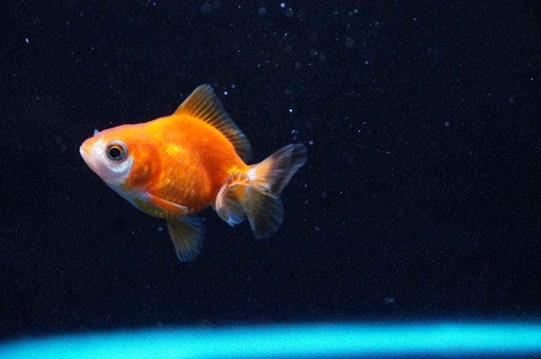 Baby Thai Oranda  Red White 2 Inch (ID#1104TPTA-38) Free2Day SHIPPING