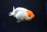 Juvenile Lionchu  Red White 3.5 Inch (ID#1025R11a-21) Free2Day SHIPPING