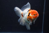 Thai Oranda  Calico 4.5 Inch (ID#927To6b-108)