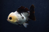 Short Body Thai Oranda  Panda 4.5 Inch (ID#0103T14b-105) Free2Day SHIPPING