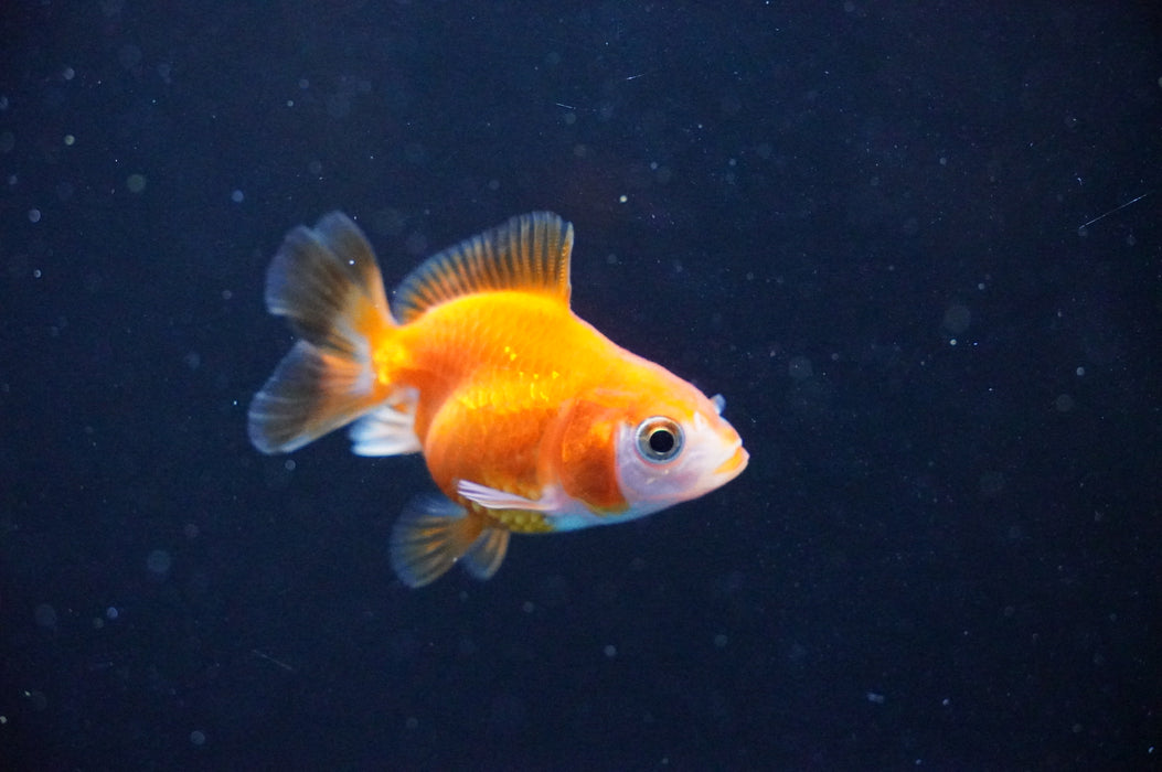 Baby Thai Oranda  Red White 2 Inch (ID#1104TPTA-38) Free2Day SHIPPING