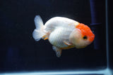 Juvenile Lionchu  Red White 3.5 Inch (ID#1025R11a-21) Free2Day SHIPPING