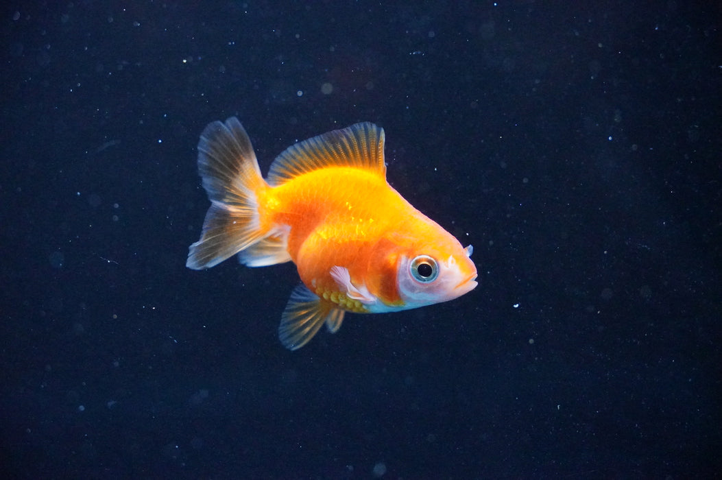 Baby Thai Oranda  Red White 2 Inch (ID#1104TPTA-38) Free2Day SHIPPING