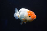 Juvenile Lionchu  Red White 3.5 Inch (ID#1025R11a-21) Free2Day SHIPPING