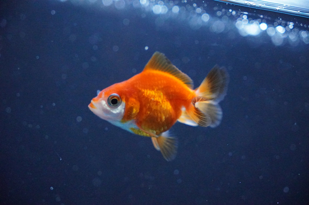 Baby Thai Oranda  Red White 2 Inch (ID#1104TPTA-38) Free2Day SHIPPING