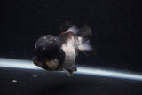 Short Body Thai Oranda  Panda 4 Inch (ID#0103T14b-106) Free2Day SHIPPING