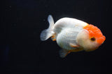 Juvenile Lionchu  Red White 3.5 Inch (ID#1025R11a-21) Free2Day SHIPPING