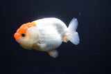 Juvenile Lionchu  Red White 3.5 Inch (ID#1025R11a-21) Free2Day SHIPPING