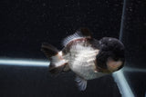 Short Body Thai Oranda  Panda 4 Inch (ID#0103T14b-106) Free2Day SHIPPING