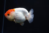 Juvenile Lionchu  Red White 3.5 Inch (ID#1025R11a-21) Free2Day SHIPPING