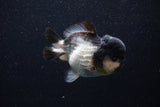 Short Body Thai Oranda  Panda 4 Inch (ID#0103T14b-106) Free2Day SHIPPING