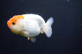 Juvenile Lionchu  Red White 3.5 Inch (ID#1025R11a-21) Free2Day SHIPPING