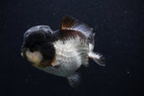 Short Body Thai Oranda  Panda 4 Inch (ID#0103T14b-106) Free2Day SHIPPING