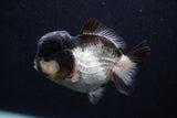 Short Body Thai Oranda  Panda 4 Inch (ID#0103T14b-106) Free2Day SHIPPING