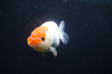 Juvenile Lionchu  Red White 3.5 Inch (ID#1025R11a-21) Free2Day SHIPPING