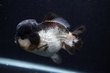 Short Body Thai Oranda  Panda 4 Inch (ID#0103T14b-106) Free2Day SHIPPING