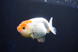 Juvenile Lionchu  Red White 3.5 Inch (ID#1025R11a-21) Free2Day SHIPPING