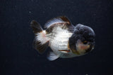 Short Body Thai Oranda  Panda 4 Inch (ID#0103T14b-106) Free2Day SHIPPING