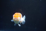 Juvenile Lionchu  Red White 3 Inch (ID#1025R11a-22) Free2Day SHIPPING