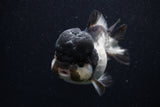 Short Body Thai Oranda  Panda 4 Inch (ID#0103T14b-106) Free2Day SHIPPING