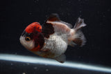 Short Body Thai Oranda  Tricolor 3.5 Inch (ID#0103T14b-107) Free2Day SHIPPING