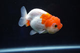 Juvenile Lionchu  Red White 3 Inch (ID#1025R11a-22) Free2Day SHIPPING