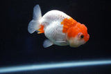 Juvenile Lionchu  Red White 3 Inch (ID#1025R11a-22) Free2Day SHIPPING