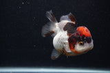 Short Body Thai Oranda  Tricolor 3.5 Inch (ID#0103T14b-107) Free2Day SHIPPING