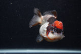 Short Body Thai Oranda  Tricolor 3.5 Inch (ID#0103T14b-107) Free2Day SHIPPING